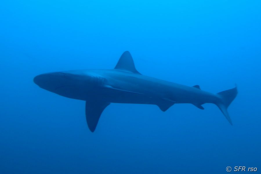 Grauhai beim Tauchen auf Galápagos, Carcharhinidae