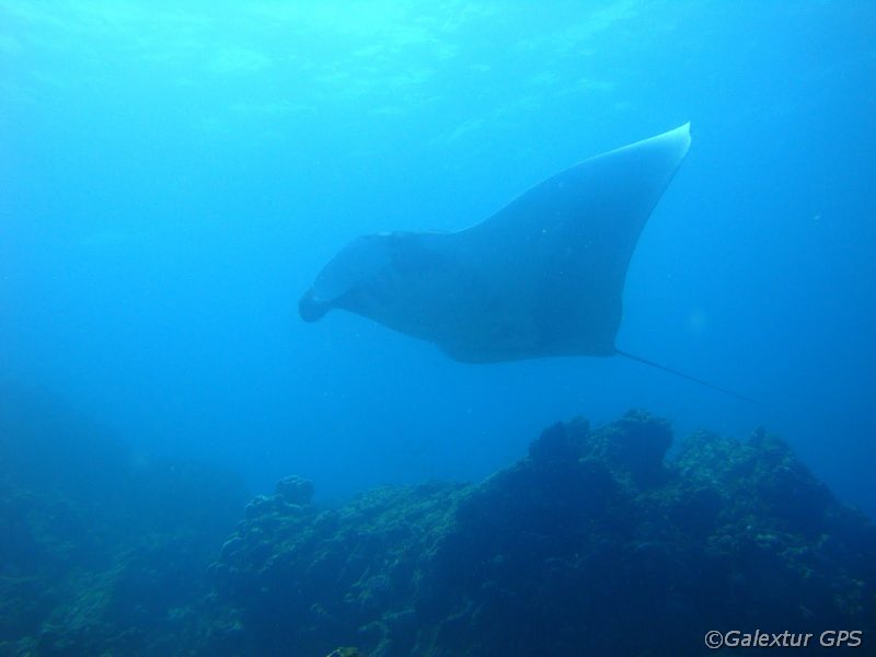 Mantarochen beim Tauchen vor den Galápagos Inseln