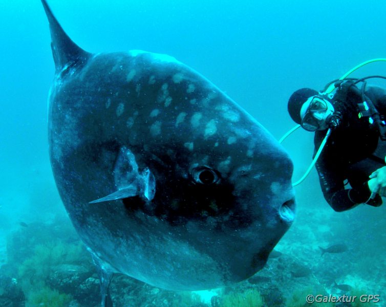 Taucher mit Mondfisch Galápagos