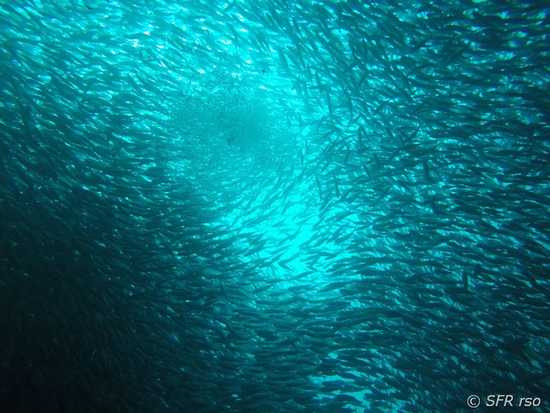 Sardinenschwarm beim Tauchen vor Galápagos