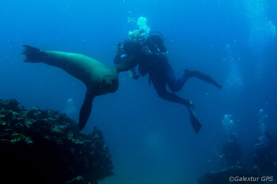 Seelöwe mit Taucher vor den Galápagos Inseln