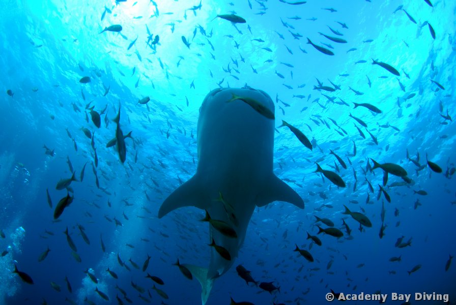 Unter einem Walhai beim Tauchen vor Galápagos