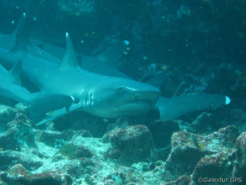 Weißspitzenhaie beim Tauchen auf Galápagos