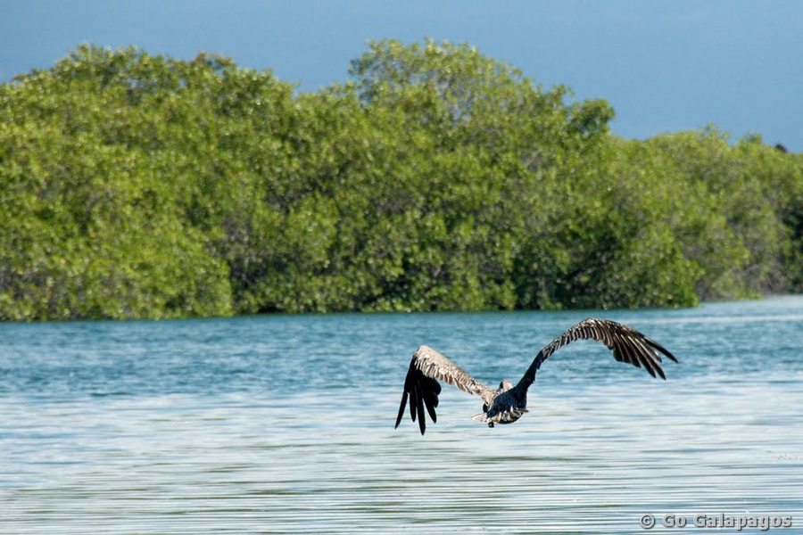 Pelikan am Elizabeth Bay, Galapagos
