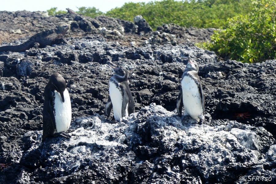 Humboldtpinguin in Las Tintoreras, Galapagos