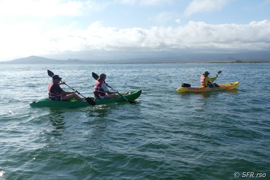 Kayaking bei Isabela, Galapagos