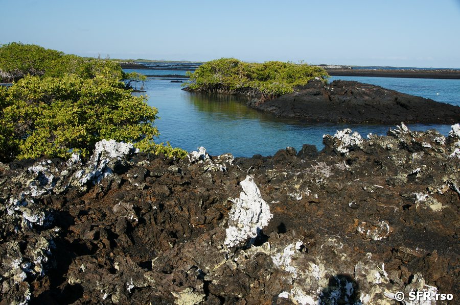 Lavakanäle in Las Tintoreras, Galapagos
