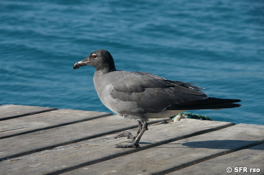 Lavamöwe in Las Tintoreras, Galapagos