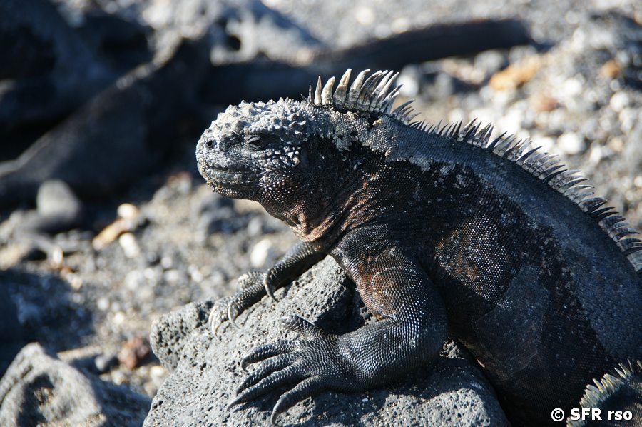 Meerechse in Las Tintoreras, Galapagos