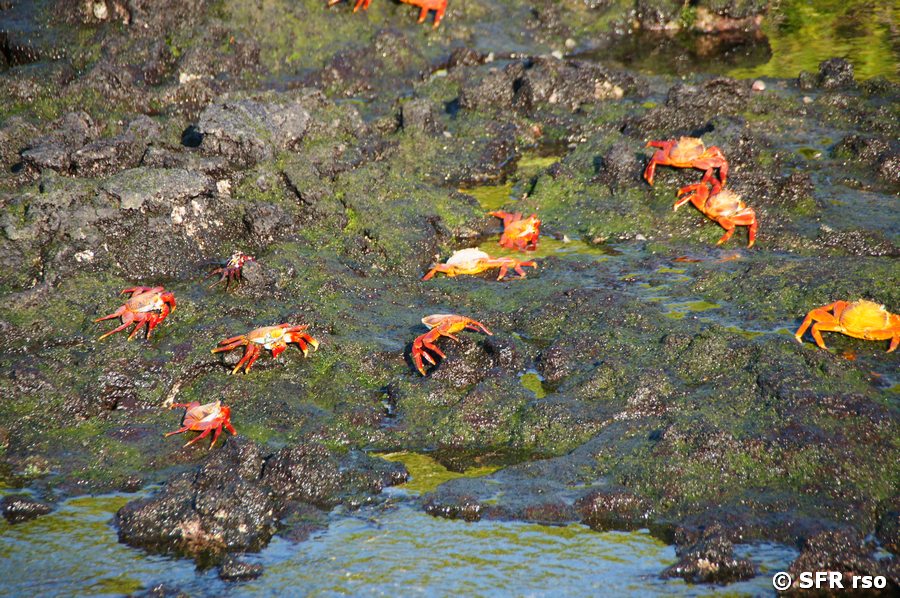 Rote Klippenkrabbe in Las Tintoreras, Galapagos
