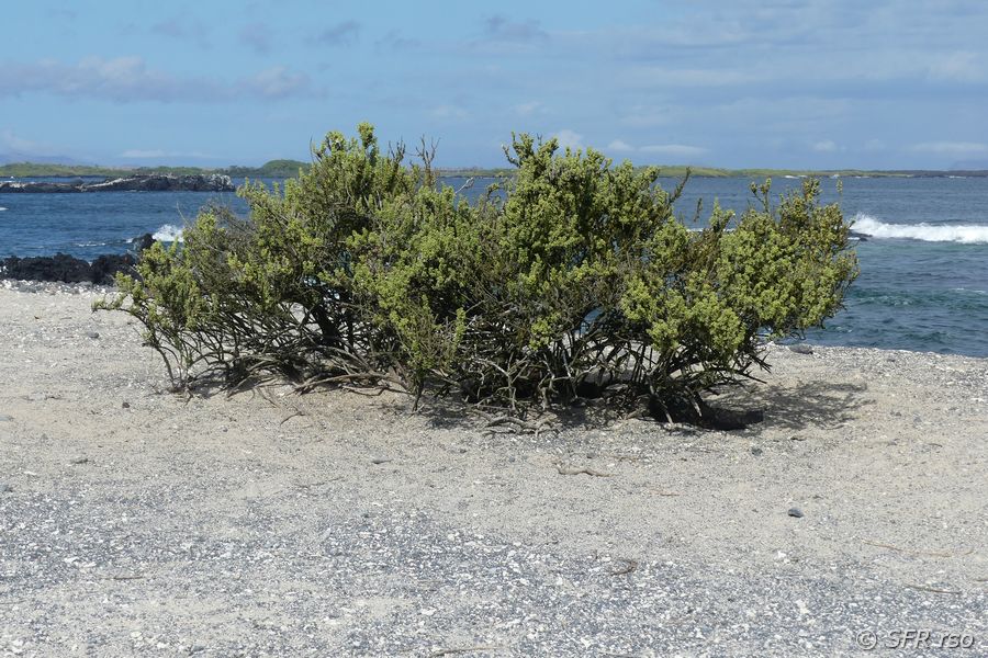 Salzbusch in Las Tintoreras, Galapagos