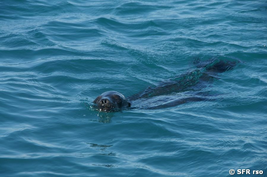 Seelöwe in Las Tintoreras, Galapagos