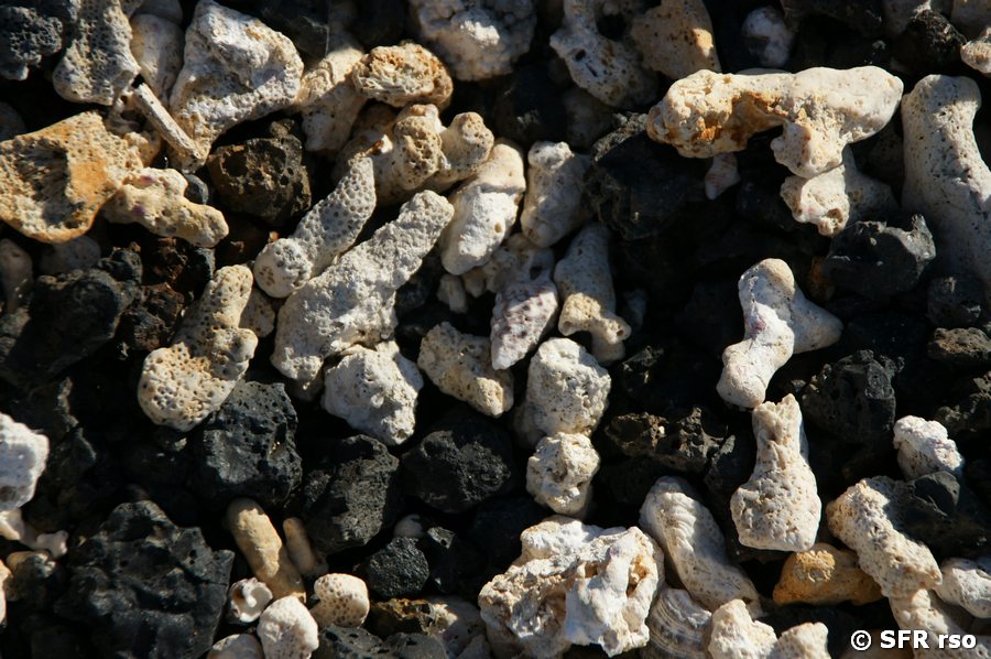 Strandmaterial in Las Tintoreras, Galapagos