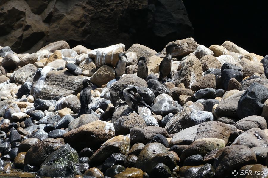 Flugunfähige Kormorane in Punta Vicente Roca, Galapagos