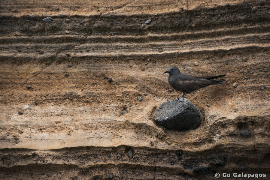 Seeschwalbe in Punta Vicente Roca, Galapagos