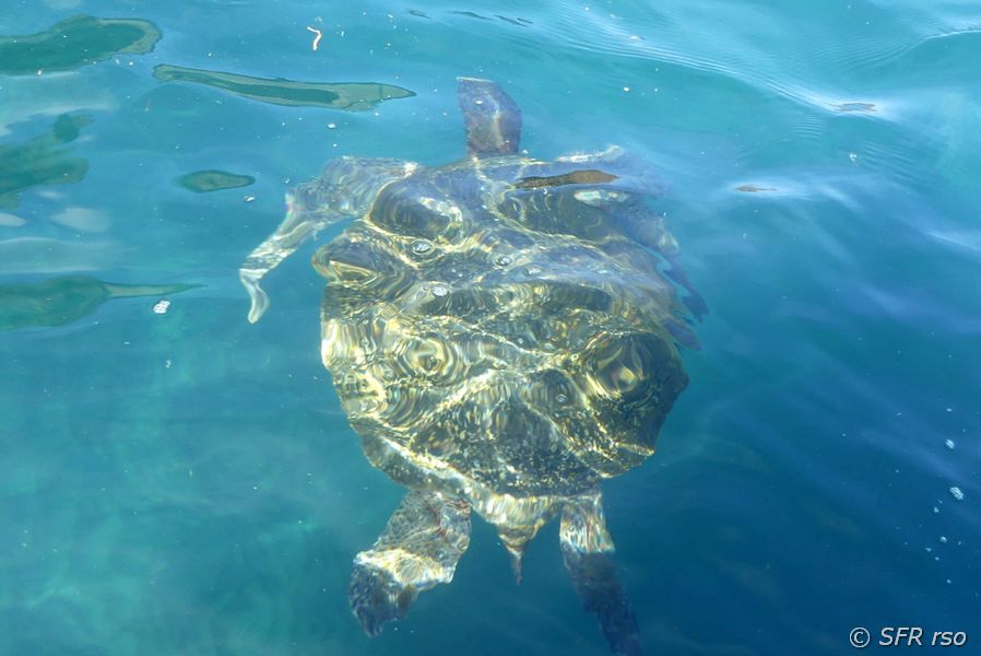 Karettschildkröte in Punta Vicente Roca, Galapagos