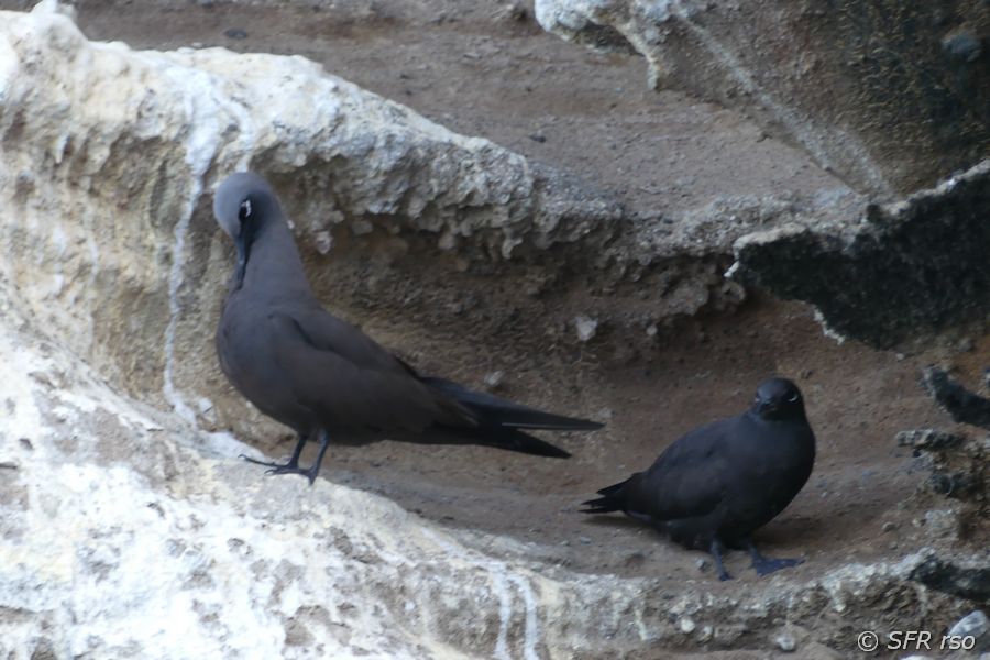 Lavamöwen in Punta Vicente Roca, Galapagos
