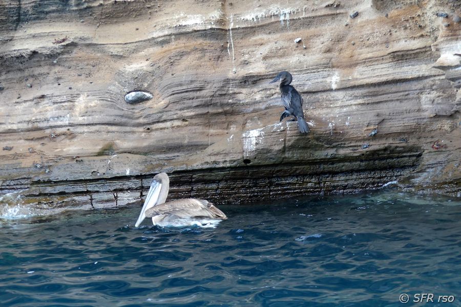 Flugunfähiger Pelikan in Punta Vicente Roca, Galapagos