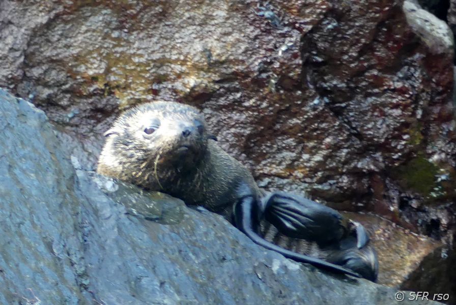 Seebär in Punta Vicente Roca, Galapagos