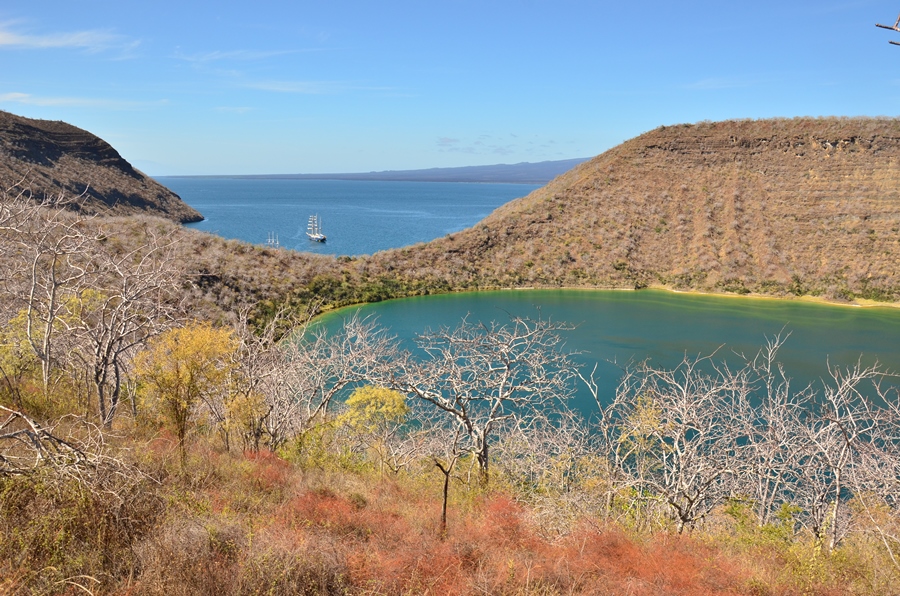 Balsambäume Tagus Cove auf Galápagos