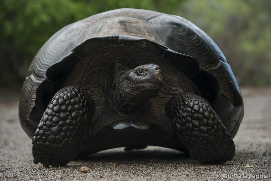 Riesenschildkröte in Urbina Bay, Galapagos