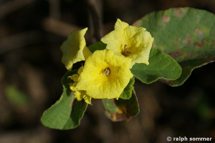 Gelbe Cordie in Urbina Bay, Galapagos
