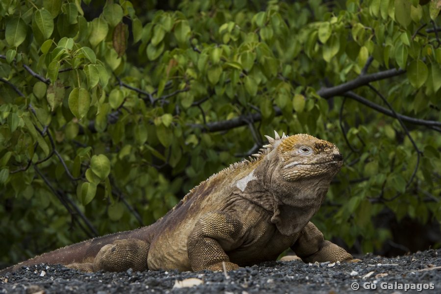 Landleguan in Urbina Bay, Galapagos