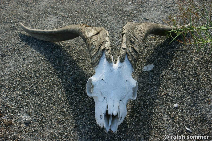 Ziegenkopf in Urbina Bay, Galapagos