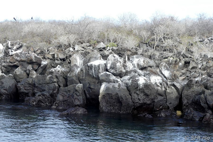 Balsambaum in San Cristóbal, Galapagos
