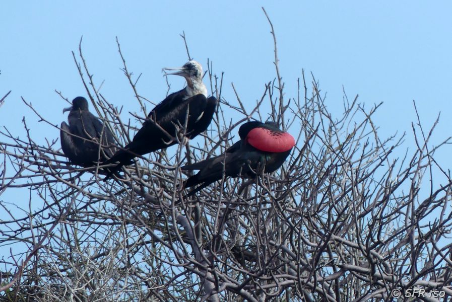 Bindenfregattvogel Insel Lobos, Galapagos
