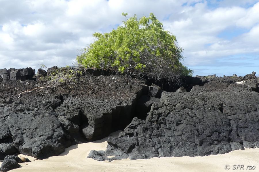 Mancinellenbaum in Cerro Brujo, Galapagos