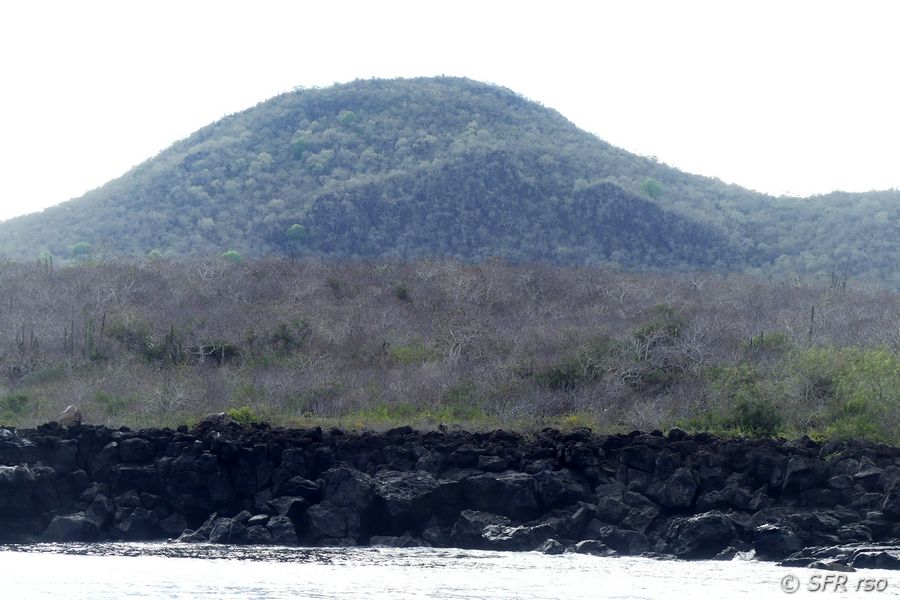 Palo Santo Wald, Galapagos