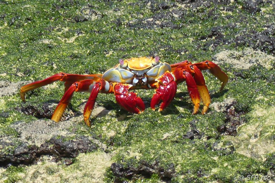 Rote Klippenkrabbe in Cerro Brujo, Galapagos