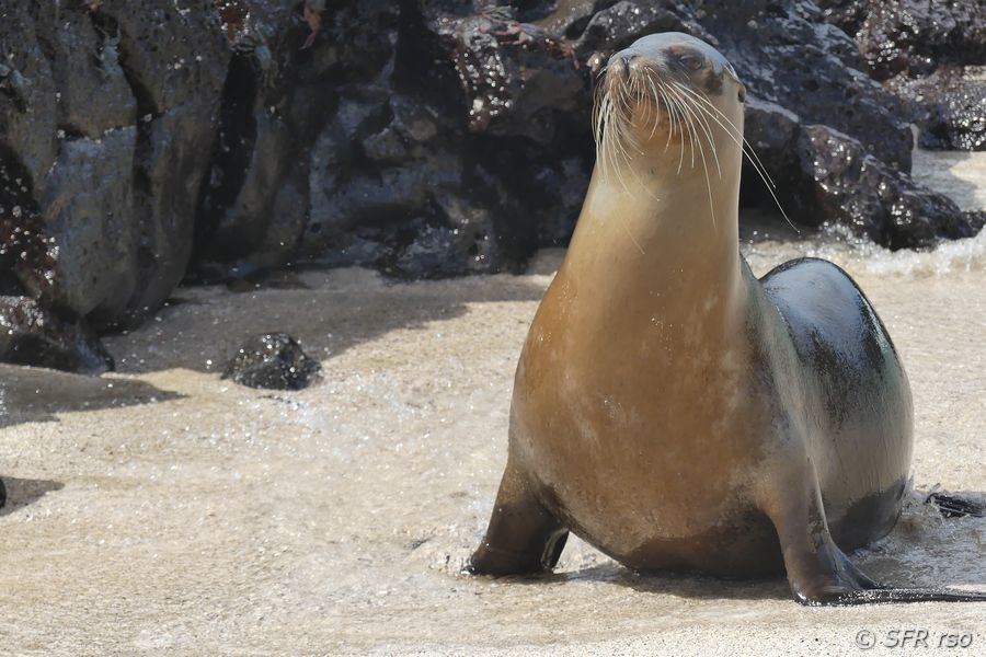 Seelöwe am Cerro Brujo, Galapagos