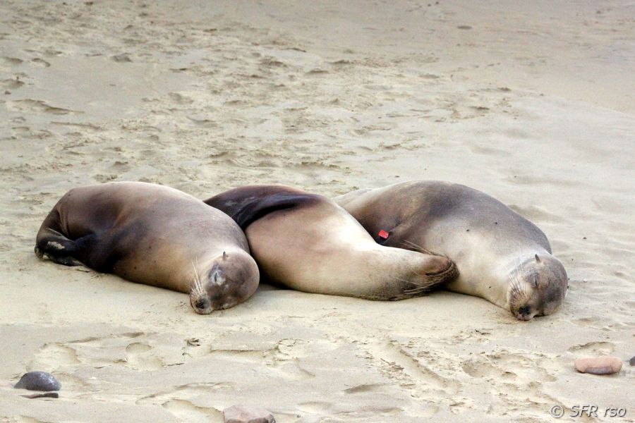 Seelöwe am Cerro Brujo, Galapagos