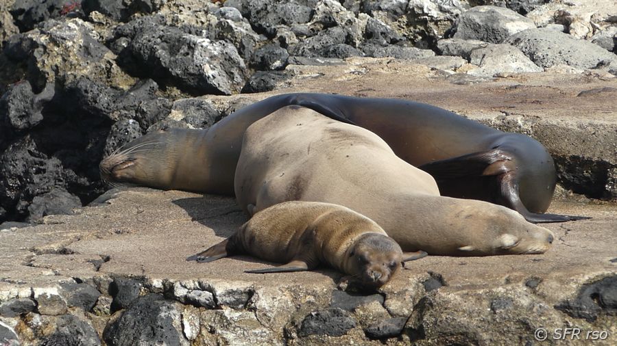 Seelöwen Gruppe am Cerro Brujo, Galapagos