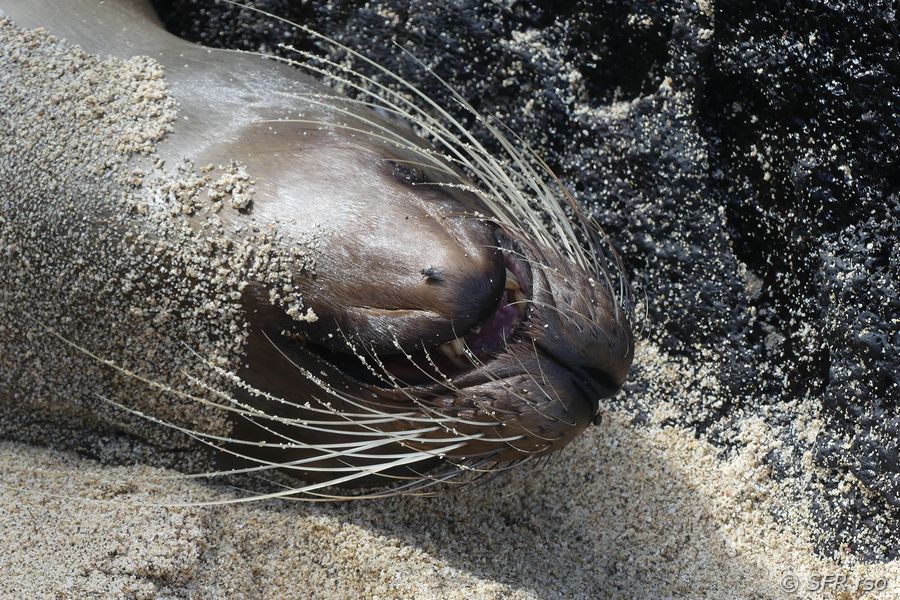 Seelöwenkopf bei San Cristóbal, Galapagos