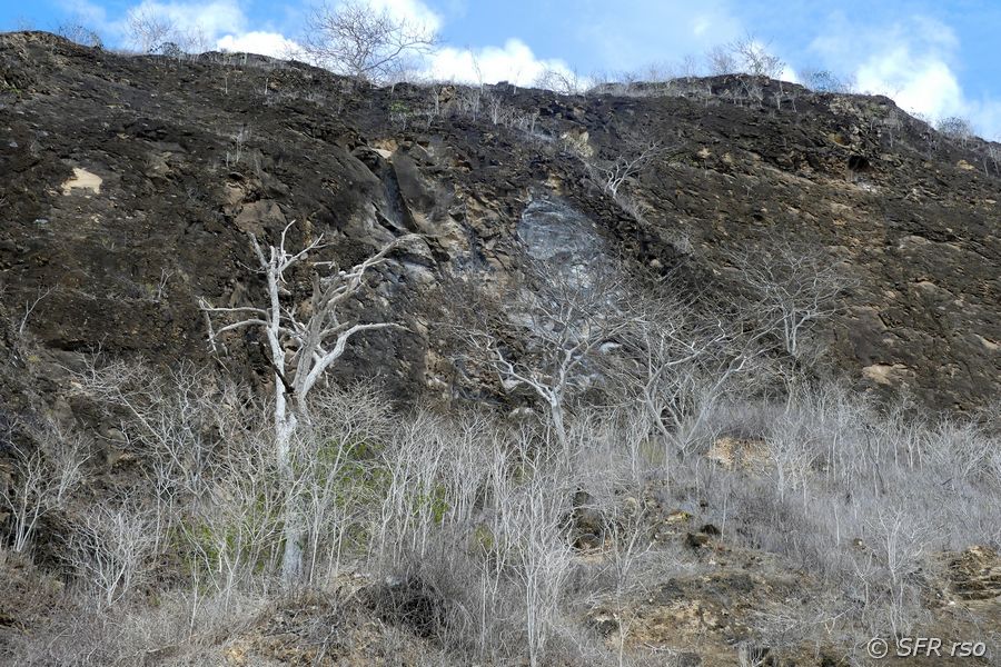 Vegetation auf Cerro Brujo, Galapagos
