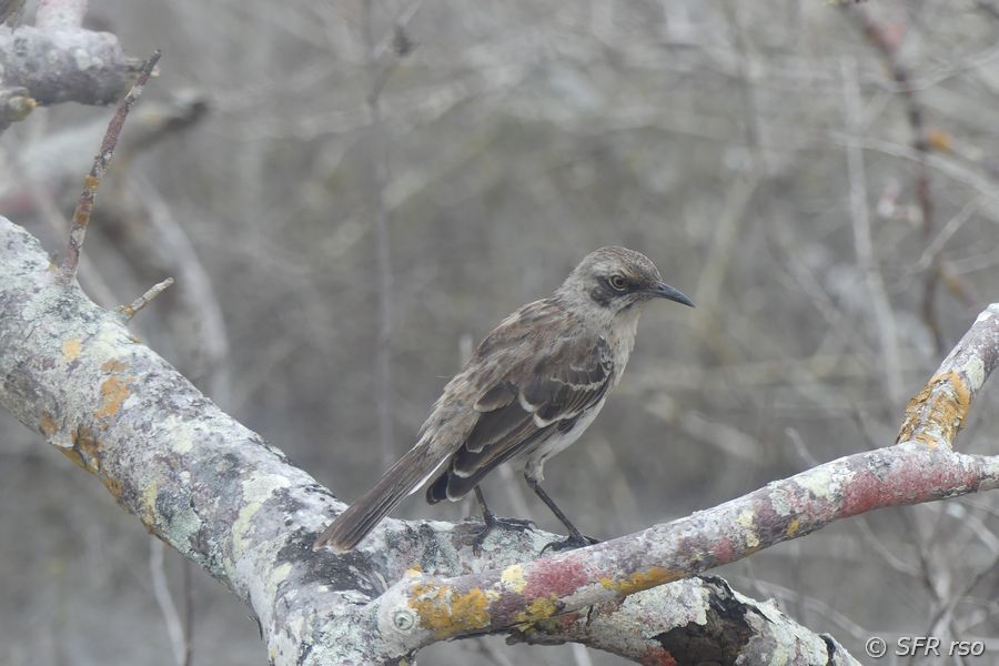 Spottdrossel in Cerro Tijeretas, Galapagos