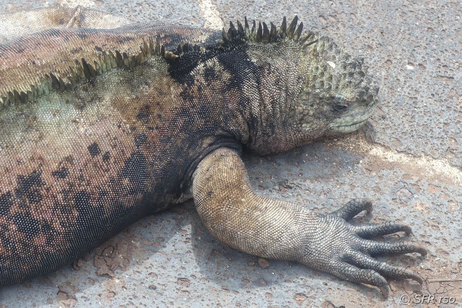 Meerechse in Cerro Tijeretas, Galapagos