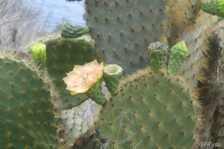 Opuntien Kakteen in Cerro Tijeretas, Galapagos