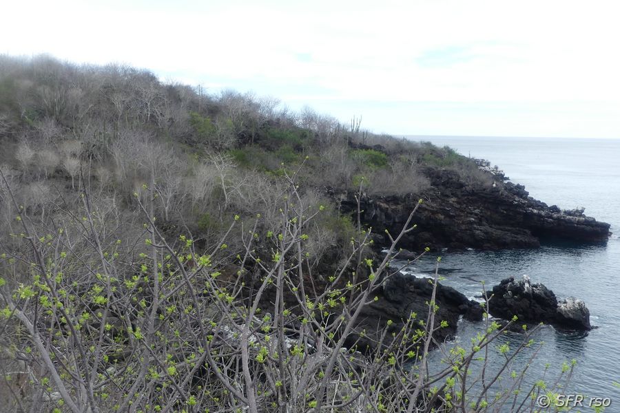 Palo Santo Wald in Cerro Tijeretas, Galapagos