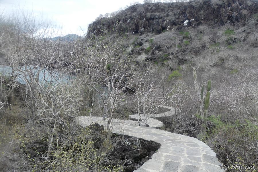 Pfad in Cerro Tijeretas, Galapagos