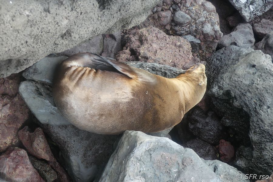 Seelöwe auf Lavasteinen in Cerro Tijeretas, Galapagos