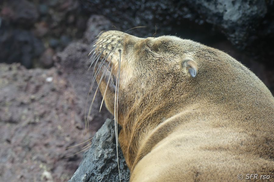 Schlafender Seelöwe in Cerro Tijeretas, Galapagos