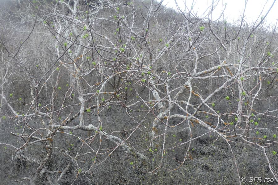Weihrauchbaum in Cerro Tijeretas, Galapagos