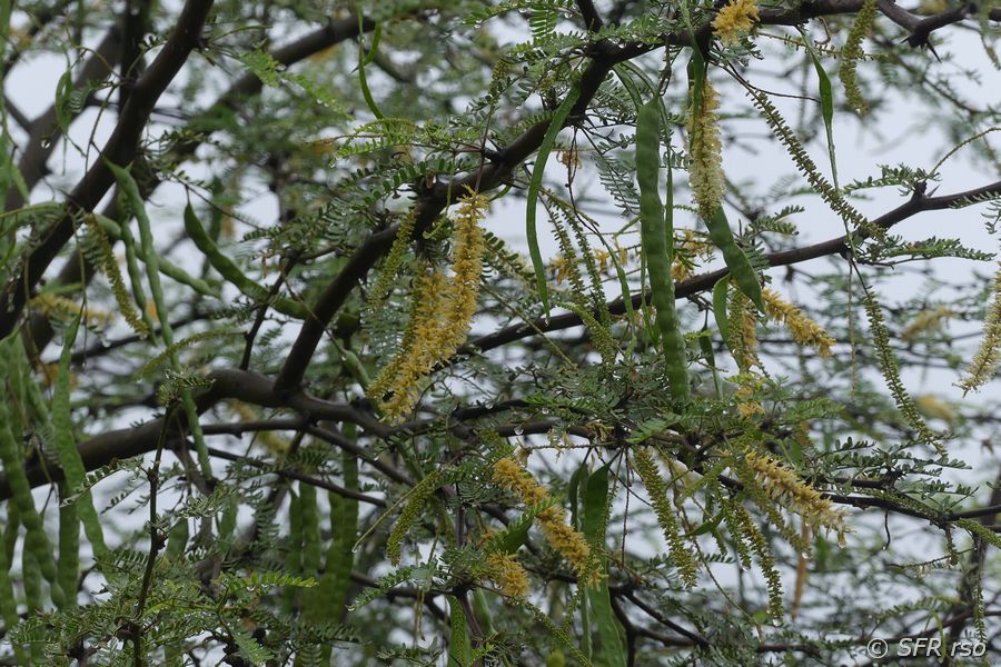 Algarroba Johannisbrotbaum, Galapagos