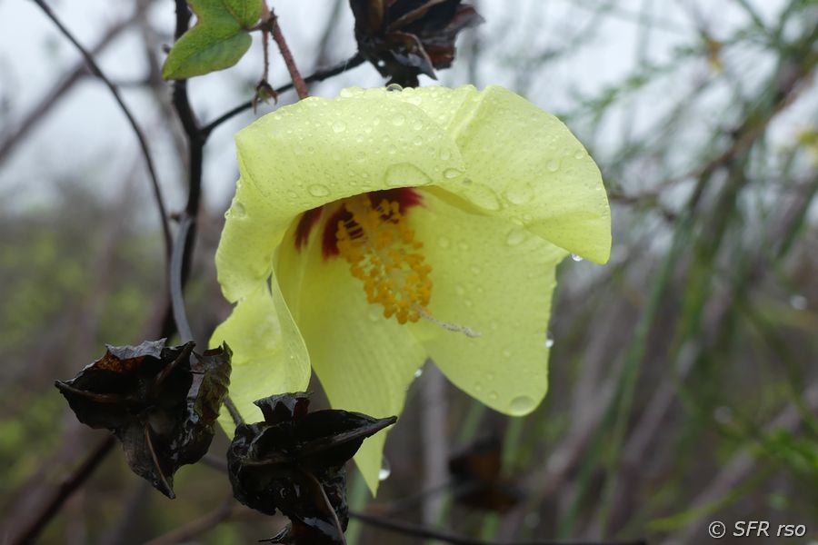 Baumwollblüte in San Cristóbal, Galapagos