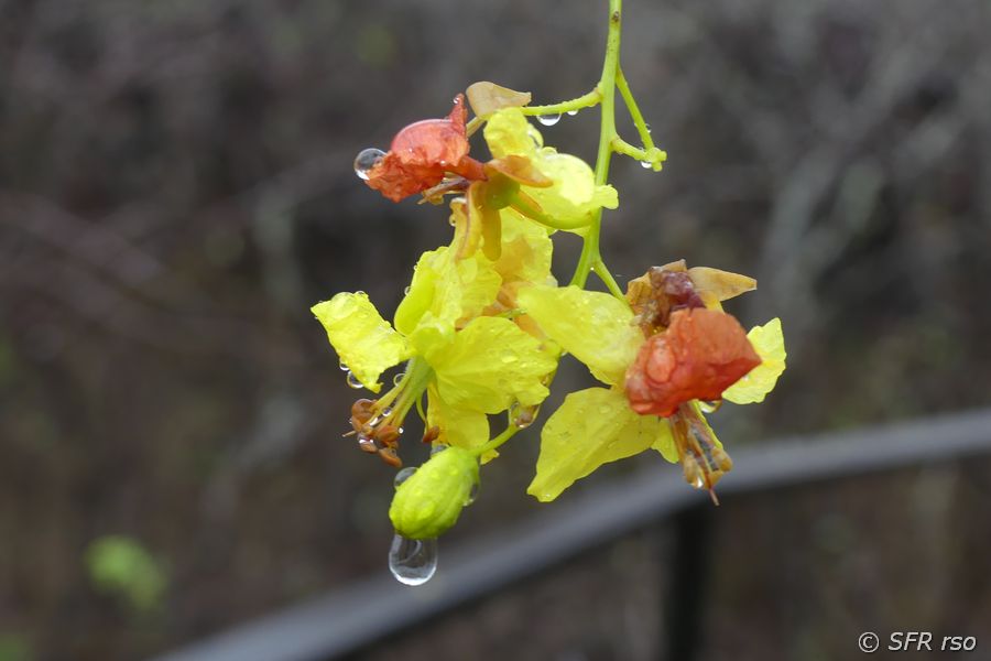 Parkinsonia Blüte in San Cristóbal, Galapagos