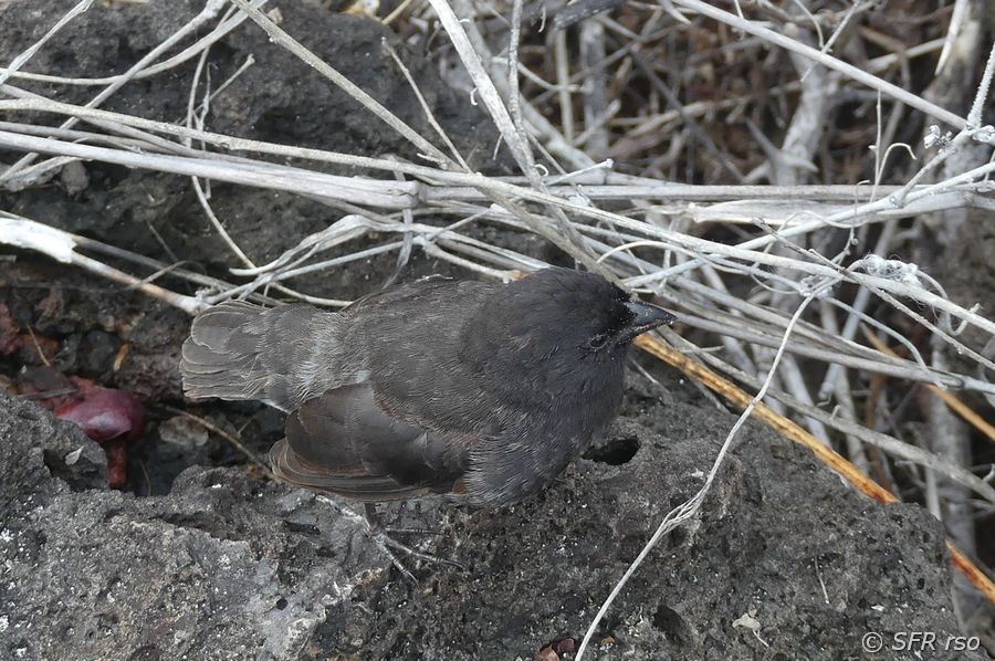 Grundfink im Informationszentrum von San Cristóbal, Galapagos